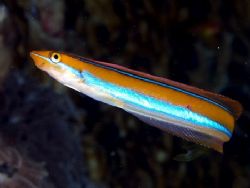 Blue striped sabretooth blenny taken at Quays Ras Mohamed... by Nikki Van Veelen 